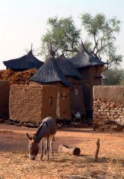 Ennde - granaries at the back and the donkey, the main workforce and transport in the country
