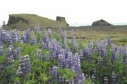 Reykjanes Peninsula - South Western Iceland