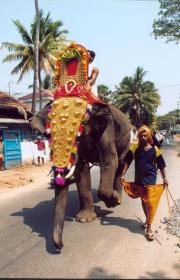 Elephent on Festival