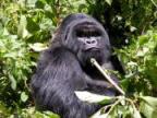 Silverback.