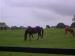 Kildare travelogue picture