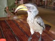 Guess who's joining us for lunch? Guess who's joining us for lunch?