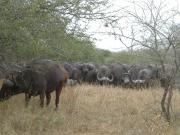 A wall of water buffalo
