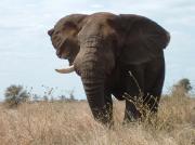 My first elephant in the wild! My first elephant in the wild!