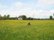 In the Fields