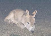 A baby donkey that lived in our neighborhood
