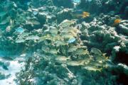 A school of fish at Lac Bay
