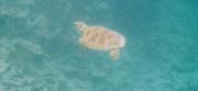 A Hawksbill Turtle seen off Klein Bonaire