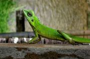 Lounging Lizard, Annah Rais Bidayuh Longhouse Lounging Lizard, Annah Rais Bidayuh Longhouse