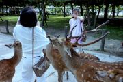 Oh, deer...