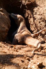 Komodo Dragoness - digging a nest Komodo Dragoness - digging a nest