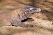 Komodo Dragon