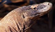 Komodo Dragon