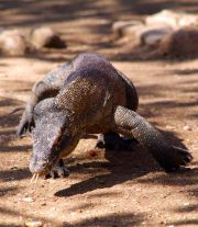 Komodo Dragon