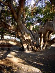 The huge old Banyon tree takes over the square The huge old Banyon tree takes over the square