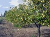 Lemon Tree