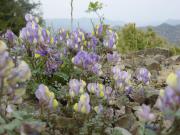 Flowers everywhere