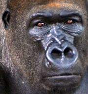 The lowland gorilla in Limbe The lowland gorilla in Limbe