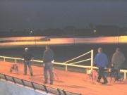 greyhound race