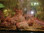 Fish Restaurant