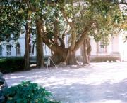 A SINGLE tree,
Botanical Gardens