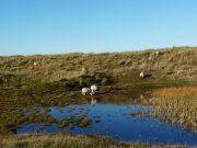 Sylt's lawn mowers