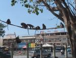 Lop Buri travelogue picture