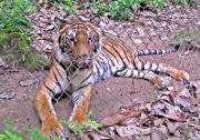 Phet the rescued tiger.
