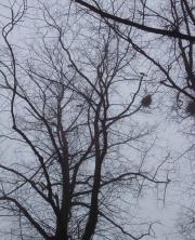 Rooks in the Trees