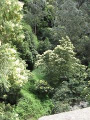 Natural woodland near Monte