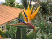 Bird of Paradise Flowers, Botanical Gardens