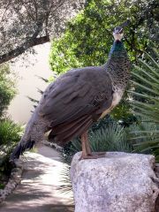 Can't take pics inside the caves...but captured peacocks running freely in the entrance area Can't take pics inside the caves...but captured peacocks running freely in the entrance area