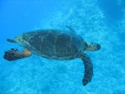 Marsa al `Alam travelogue picture