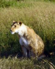Lioness on the lookout