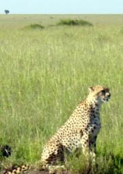 Cheetah - the fastest animal of all Cheetah - the fastest animal of all