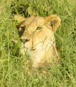 Masai Mara travelogue picture