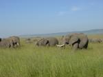 Masai Mara travelogue picture