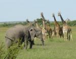 Masai Mara travelogue picture