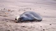 Rare Monk Seal