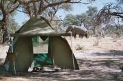 Elefant crossing near by our tent in Moremi game reserve
