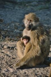 Mother baboon with her youngster
