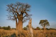 Our car near to a Beobab tree in the Chobe national Park, Savuti region