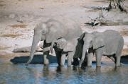 These Elefants we saw during our boat ride on chobe river they were part of a herd of over 100 anima