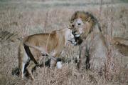 Lioness trying to get some consolation from a male after having been hurt in the hunt