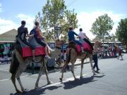 camels at the queen victoria markets camels at the queen victoria markets