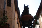 the cat and its nestle