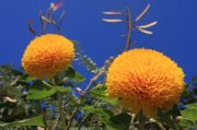 the sunflowers