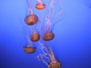 Jelly Fish in the Montery aquarium