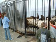 At the Coast Guard Station, you can get very close to the sea lions (but don't touch). At the Coast Guard Station, you can get very close to the sea lions (but don't touch).