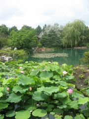 Chinese Garden